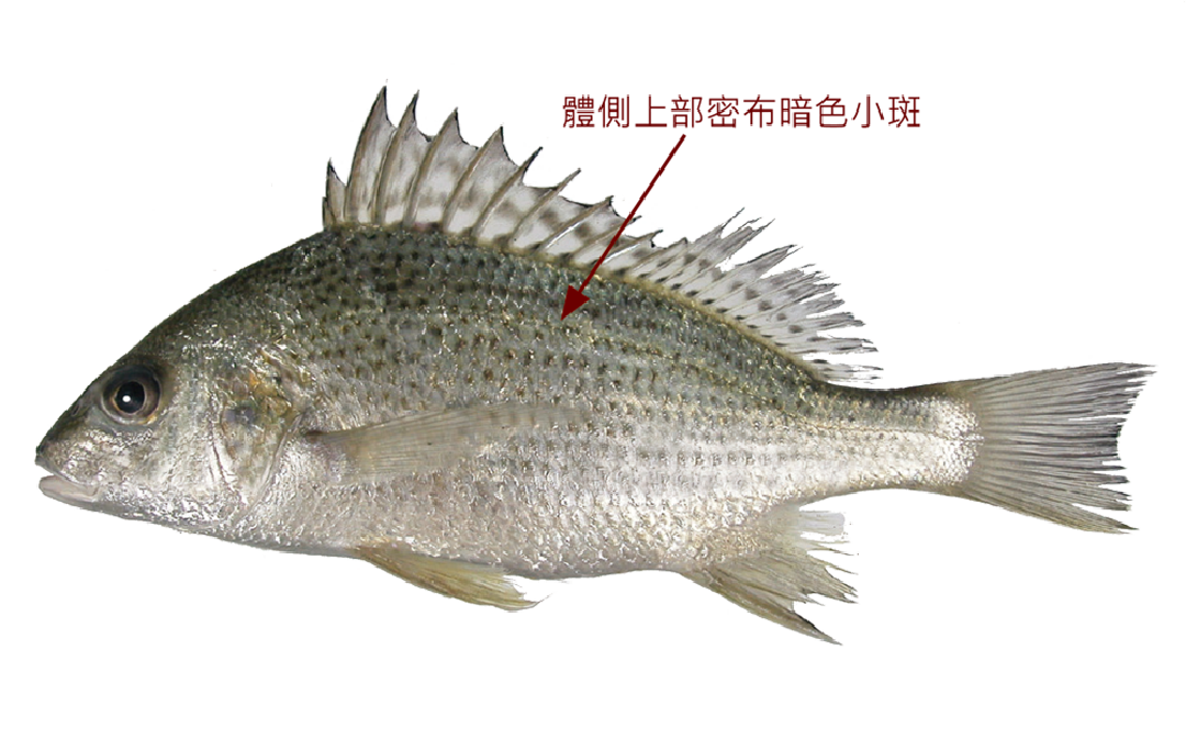 銀雞魚