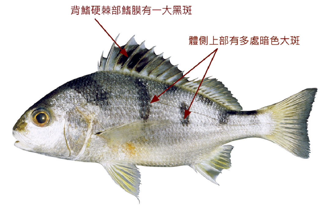 斑雞魚