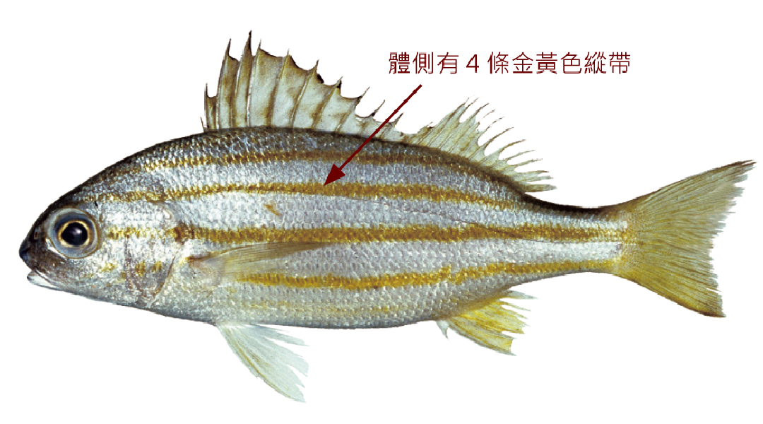 四帶雞魚