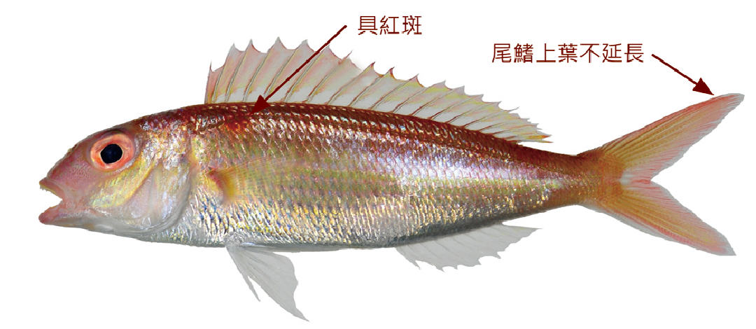 裴氏金線魚