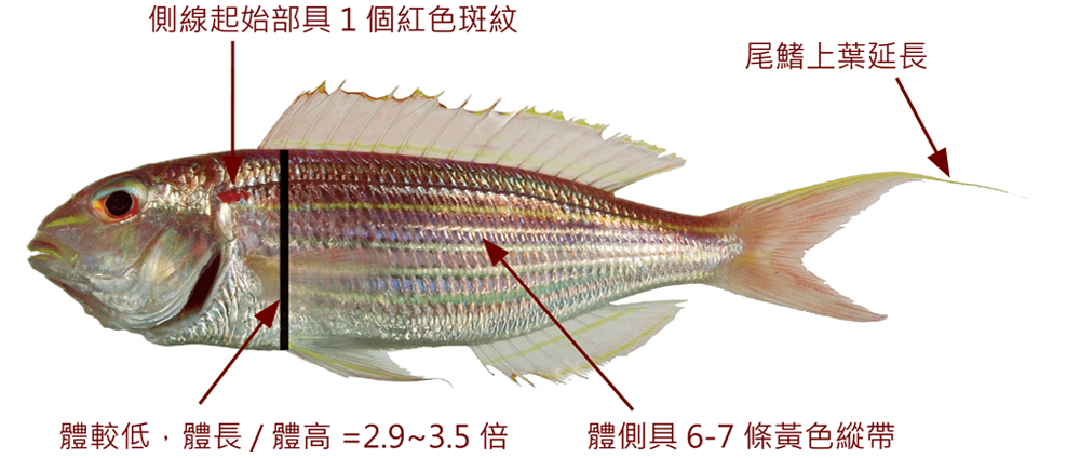 金線魚