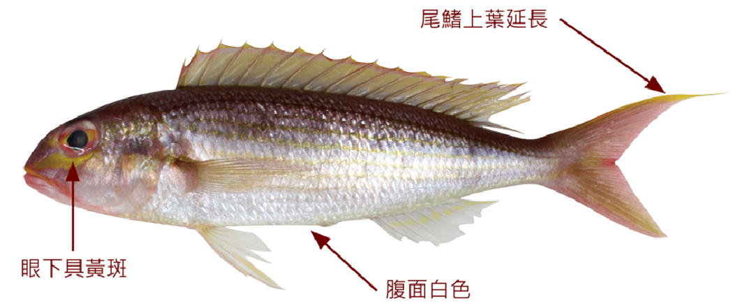 姬金線魚