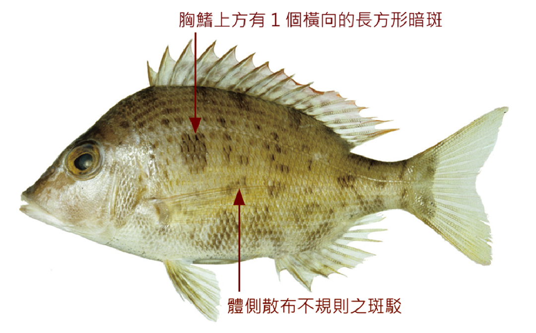 正龍占魚