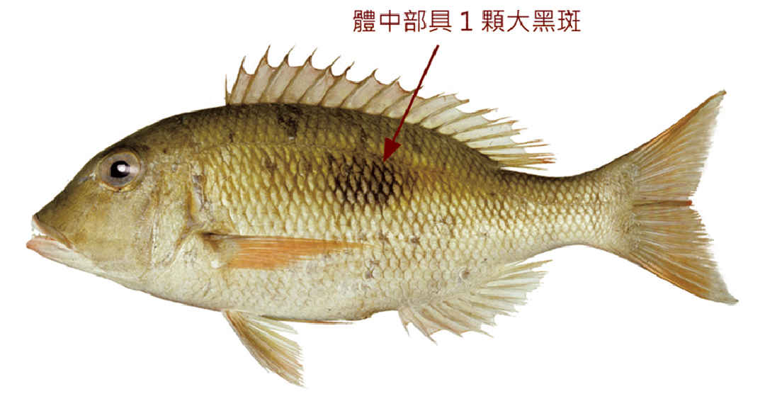 單斑龍占魚