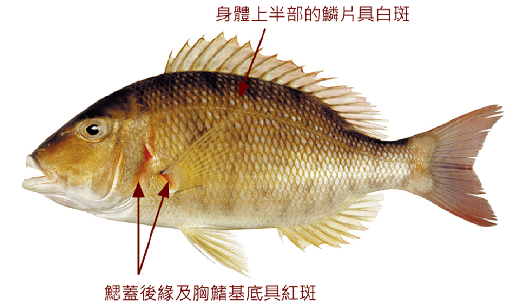 烏帽龍占魚