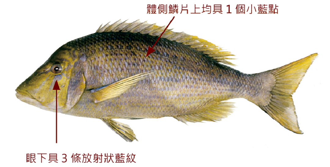 青嘴龍占魚