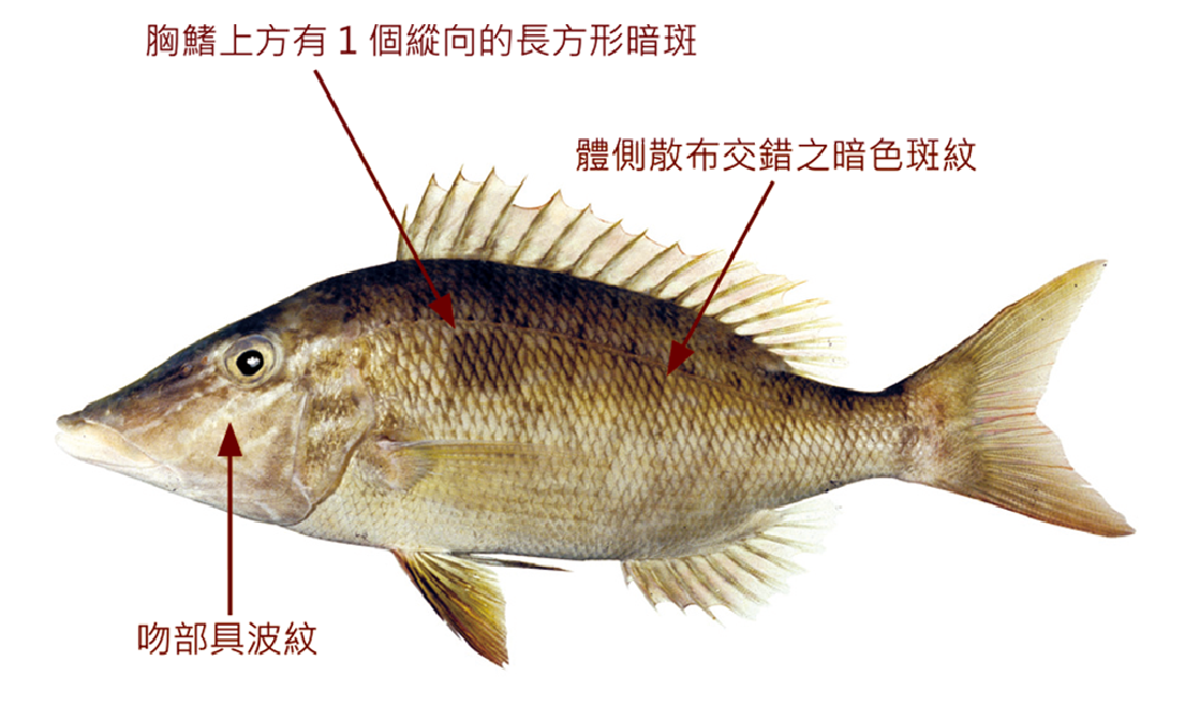 尖吻龍占魚