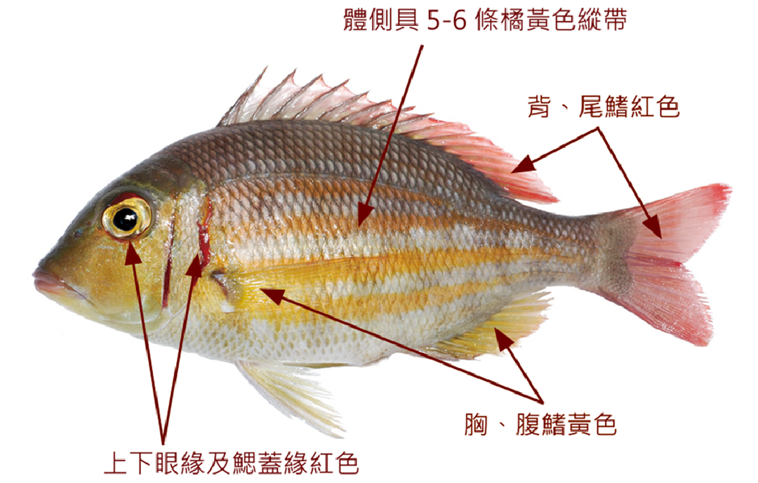 黃帶龍占魚