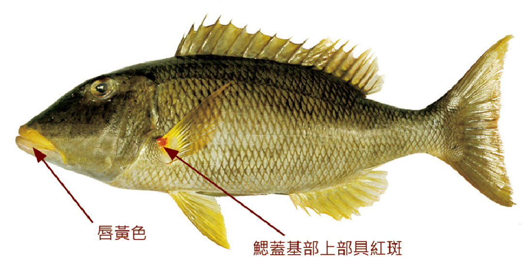 黃唇龍占魚