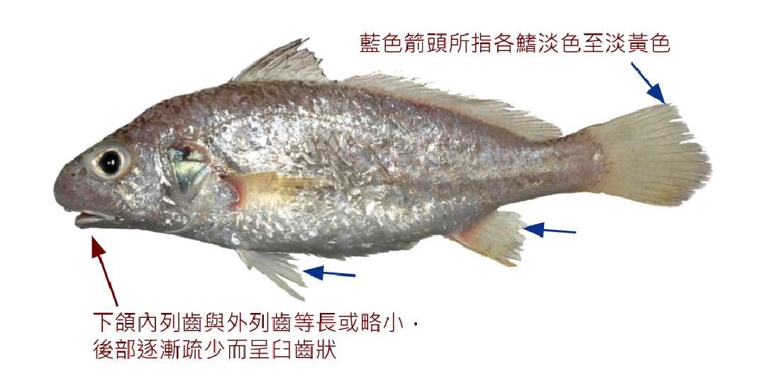 大鼻孔叫姑魚