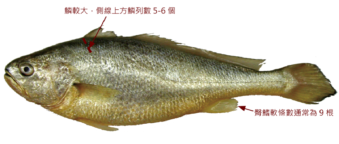 小黃魚