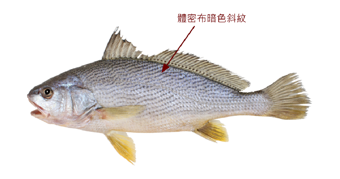 黃姑魚