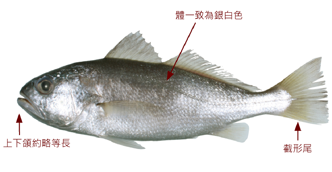 截尾白姑魚