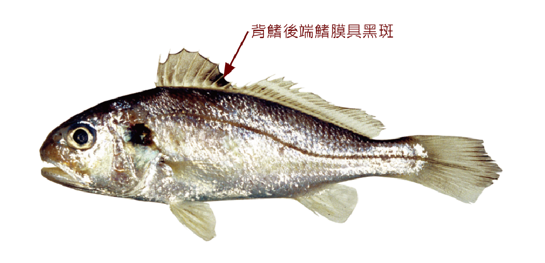 斑鰭白姑魚