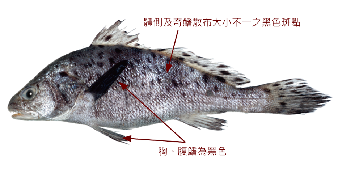 雙棘原黃姑魚