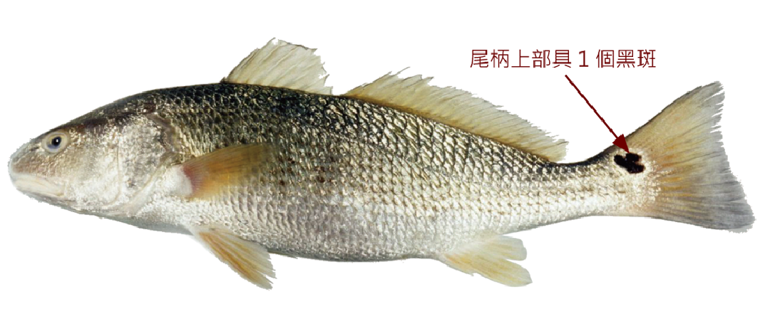 眼斑擬石首魚