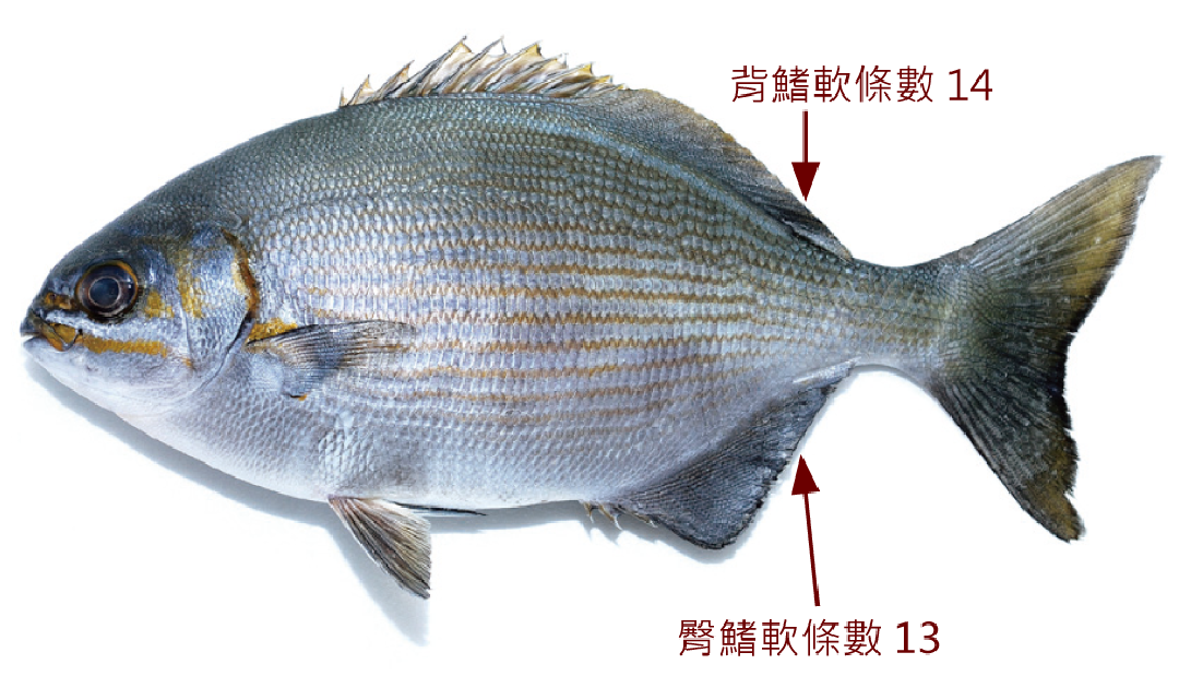 低鰭舵魚