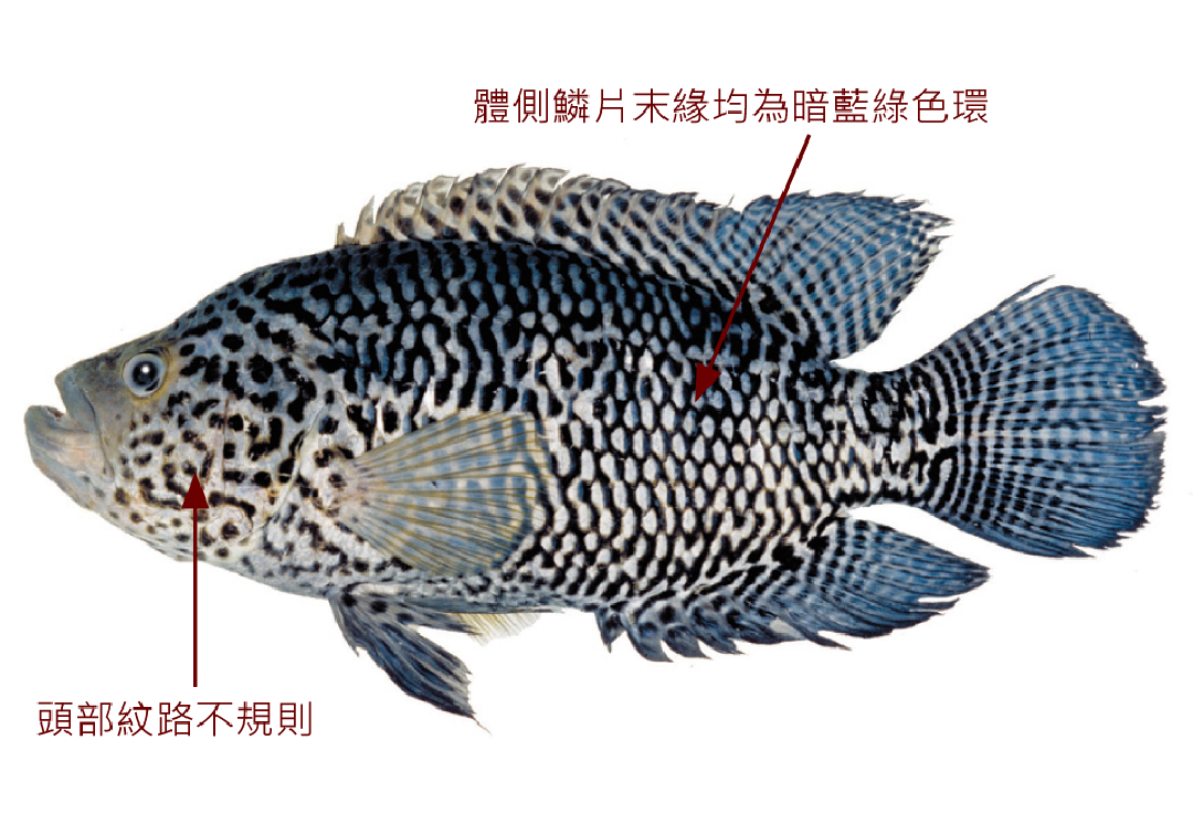 花身副麗魚