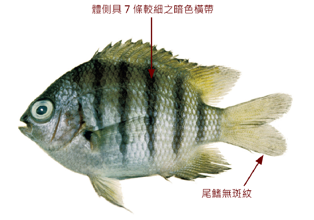 孟加拉豆娘魚