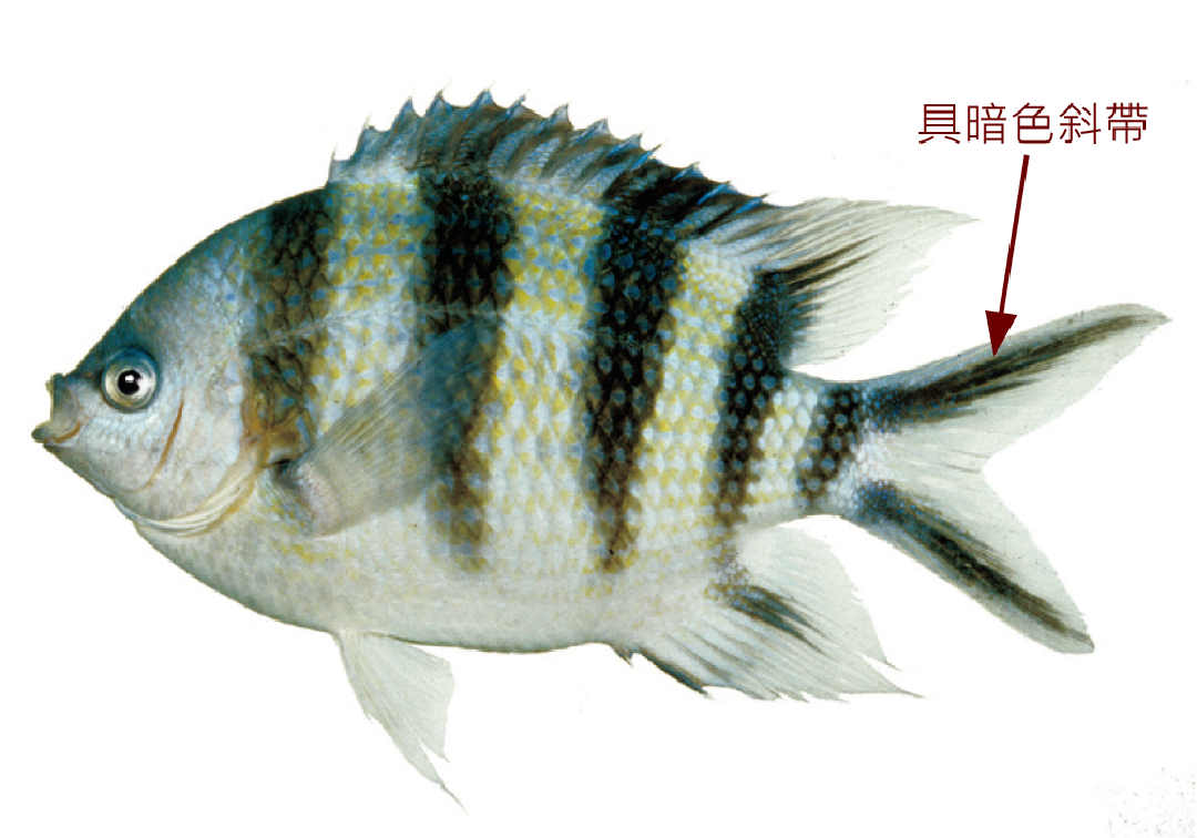 六線豆娘魚