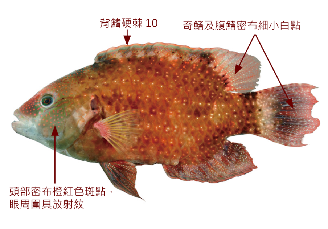 綠尾唇魚