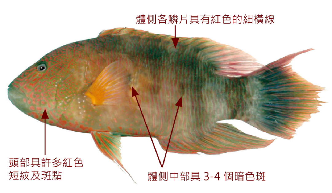 三葉唇魚