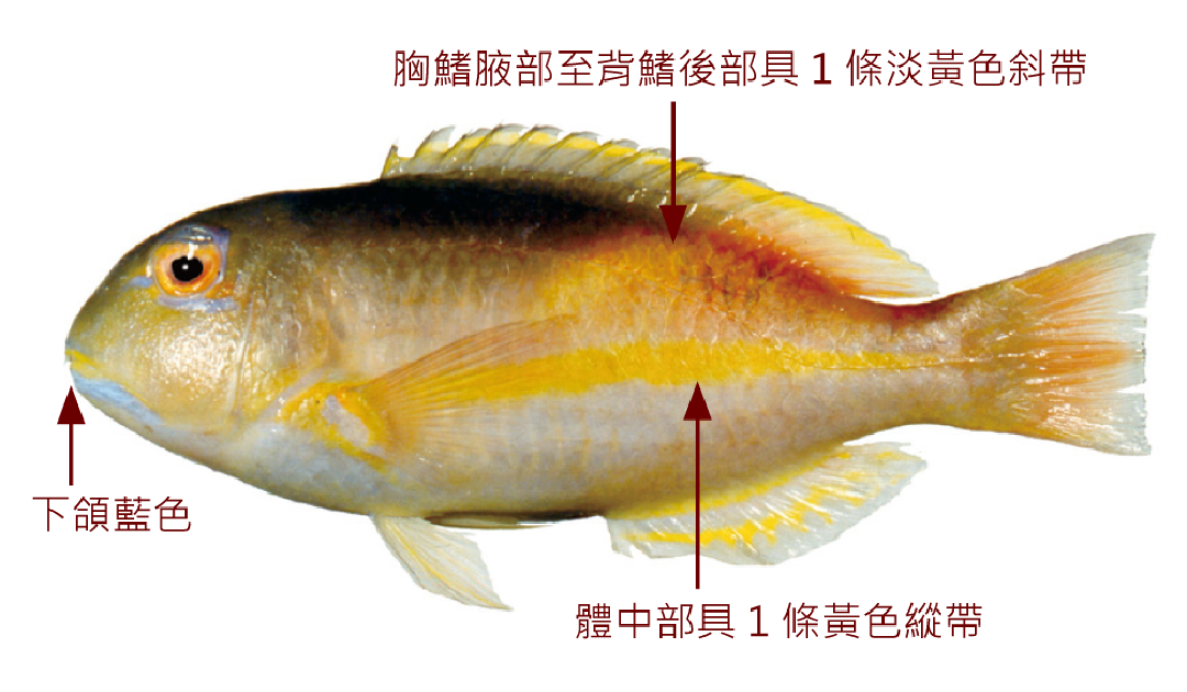 粗豬齒魚