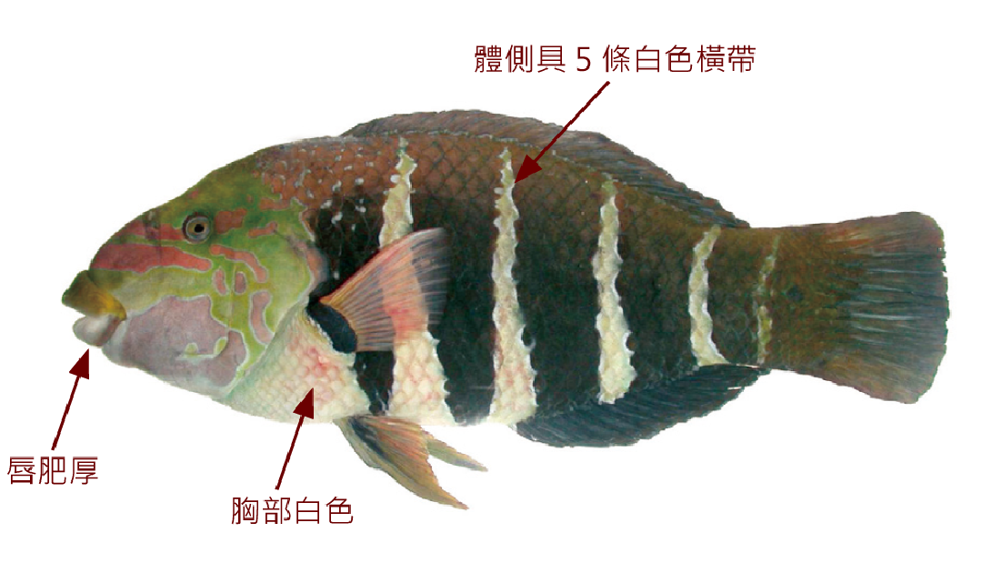 條紋半裸魚