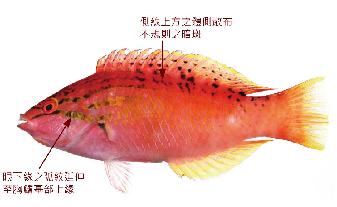 紅頸擬隆頭魚