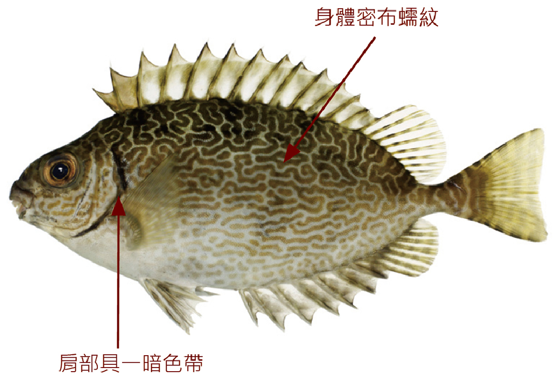 刺臭肚魚