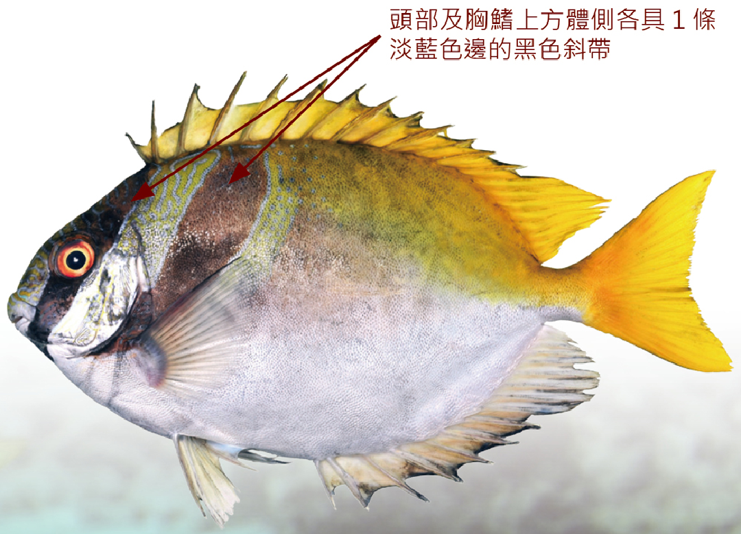 藍帶臭肚魚