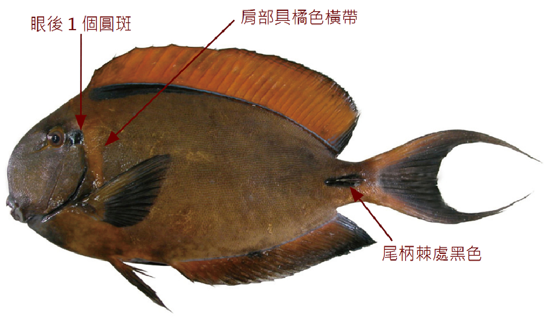 肩斑刺尾鯛