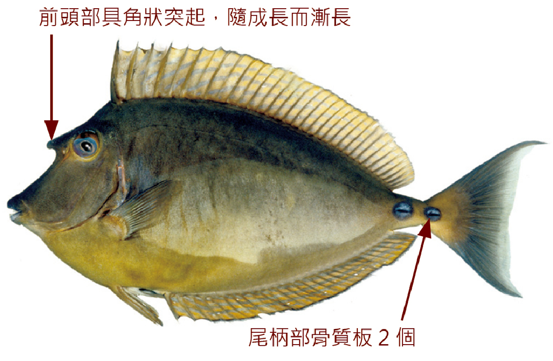 單角鼻魚