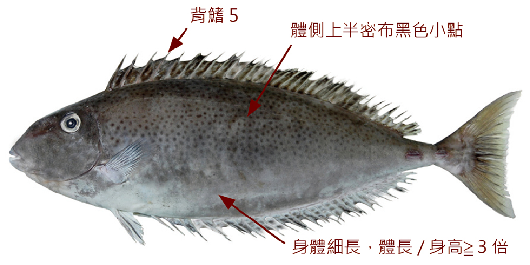 洛氏鼻魚