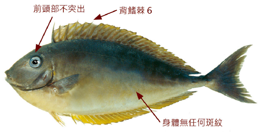 六棘鼻魚