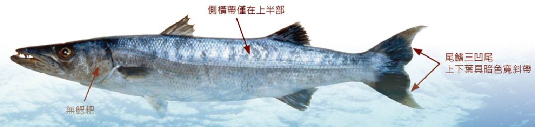 巴拉金梭魚