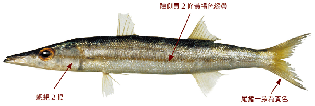 黃尾金梭魚