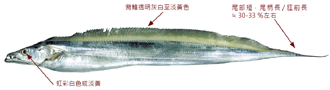 白帶魚