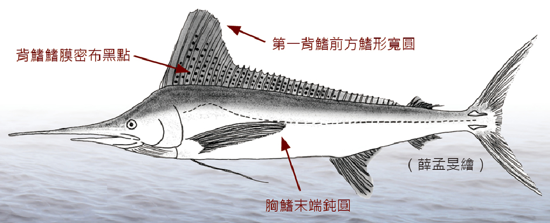 大西洋白旗魚