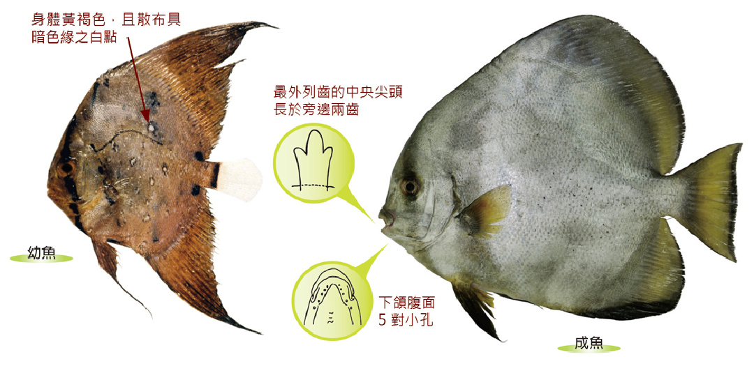 圓眼燕魚