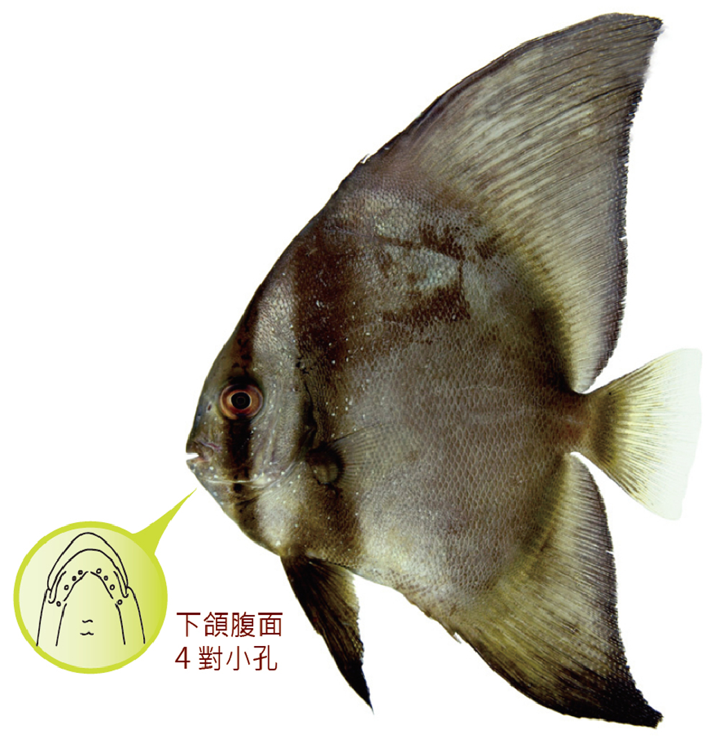 彎鰭燕魚