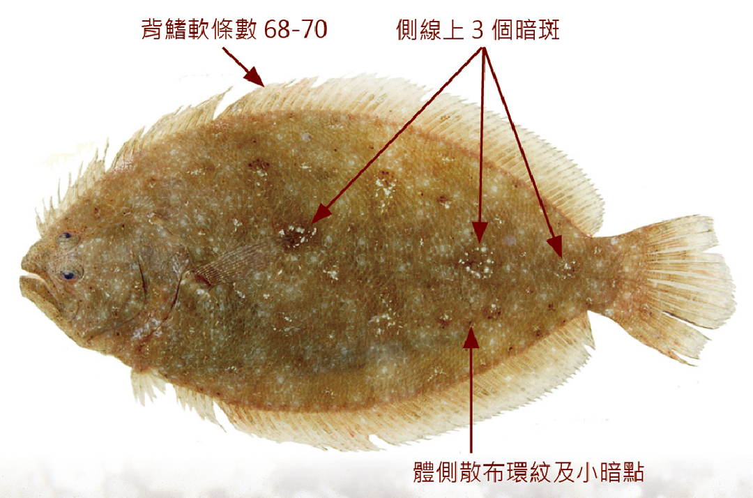 高體斑鮃