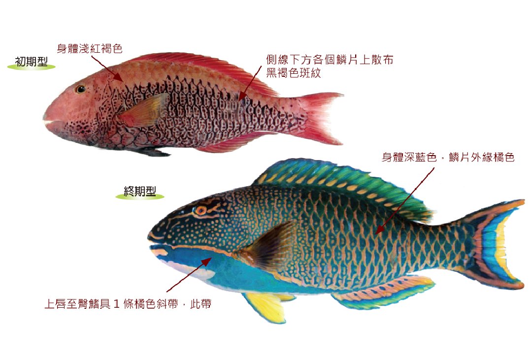 雙色鯨鸚哥魚