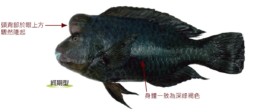 瘤綠鸚哥魚