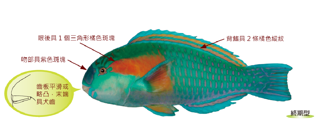 鮑氏綠鸚哥魚