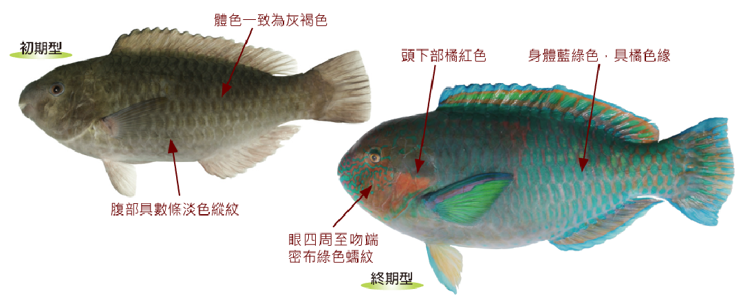 雜紋鸚哥魚