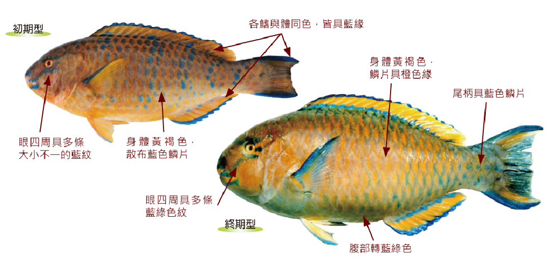 藍點鸚哥魚