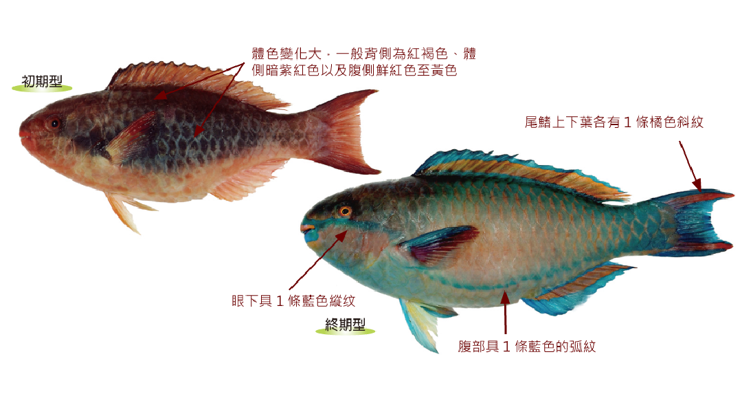 福氏鸚哥魚