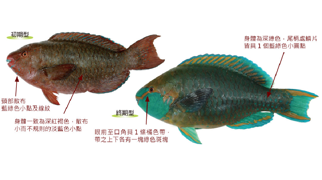 綠頜鸚哥魚