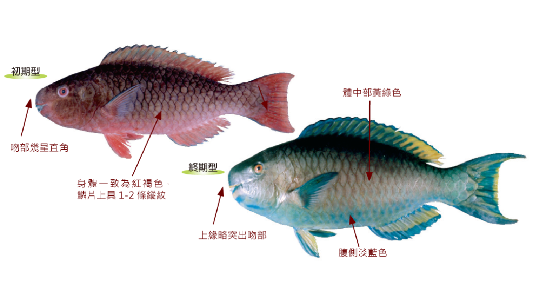紅紫鸚哥魚